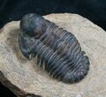 Rare Bulbous Nosed Actinopeltis Trilobite - #8206-4